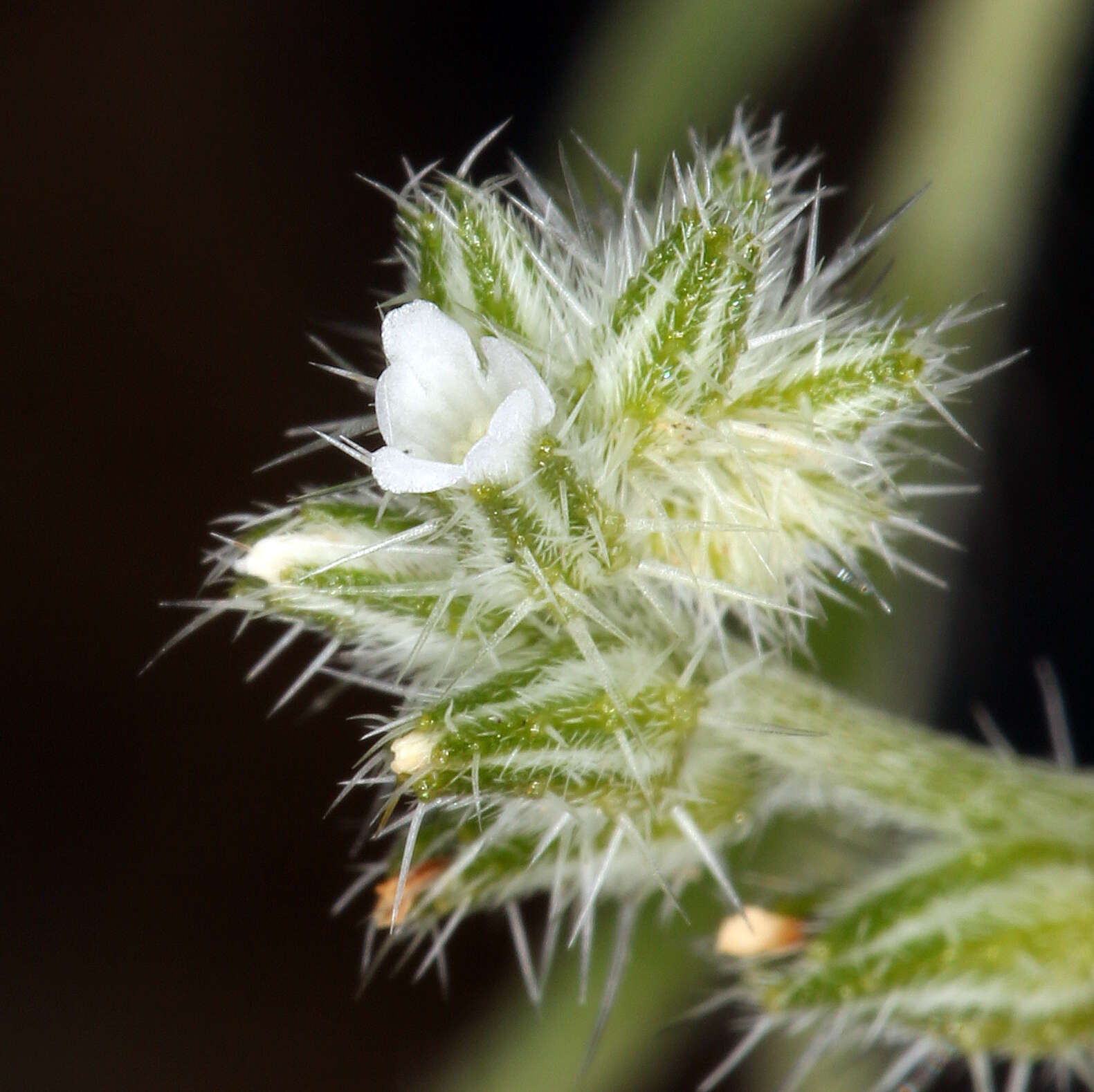 Image de Cryptantha scoparia A. Nels.