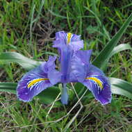 Imagem de Iris planifolia (Mill.) T. Durand & Schinz