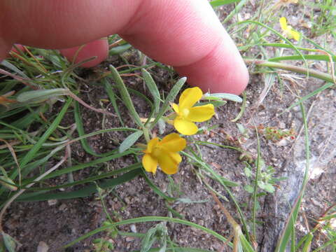 Image of Camissoniopsis pallida (Abrams) W. L. Wagner & Hoch