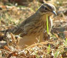 Image of Nicholson's Pipit