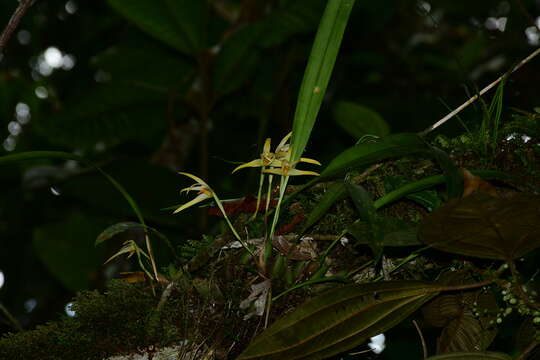 Image of Maxillaria weberbaueri Schltr.