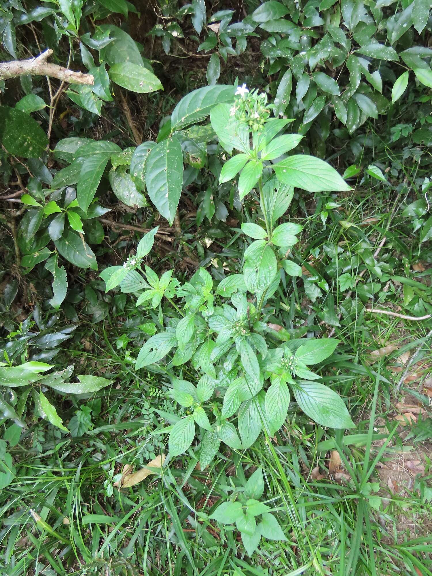 Image of Pentas micrantha Baker