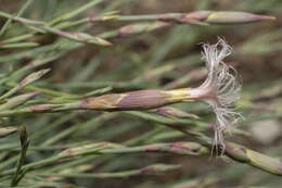 Image of hairy carnation