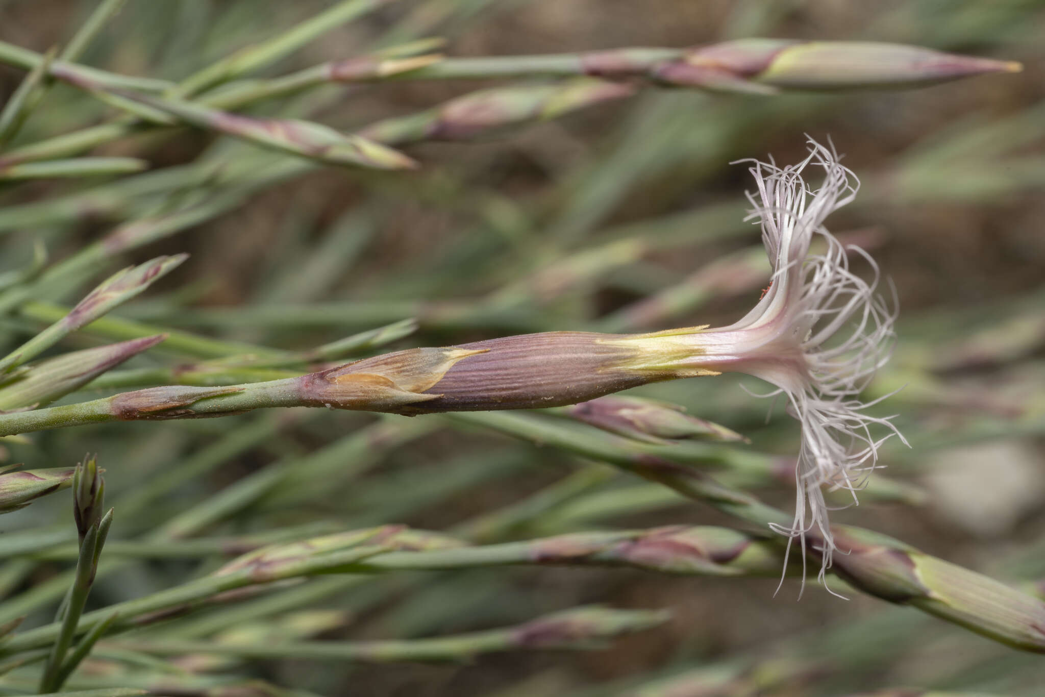 Image of hairy carnation