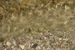 Image of Quitobaquito pupfish