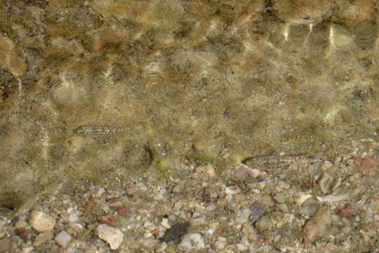 Image of Quitobaquito pupfish