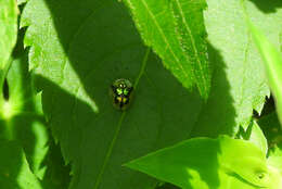 Image of Mottled Tortoise Beetle