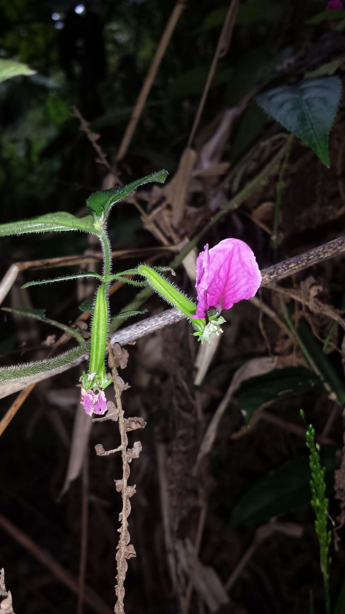 Imagem de Cuphea nitidula Kunth