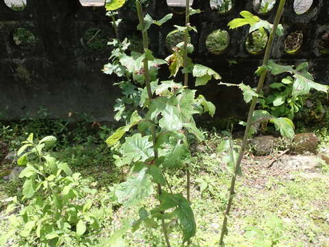 Image of Lactuca formosana Maxim.