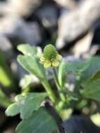 Ranunculus sceleratus subsp. sceleratus的圖片