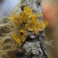 Image of Vulpicida canadensis (Räsänen) J.-E. Mattsson & M. J. Lai