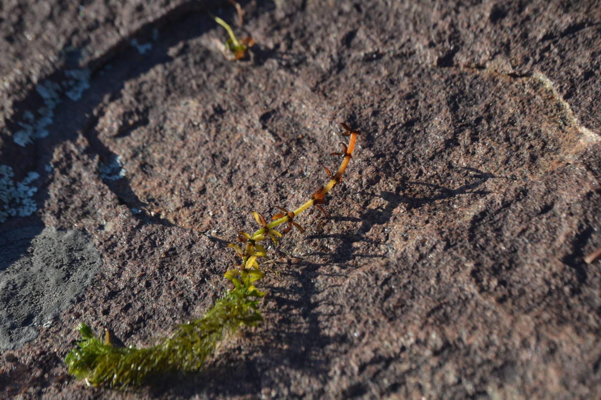 Image of twoleaf watermilfoil