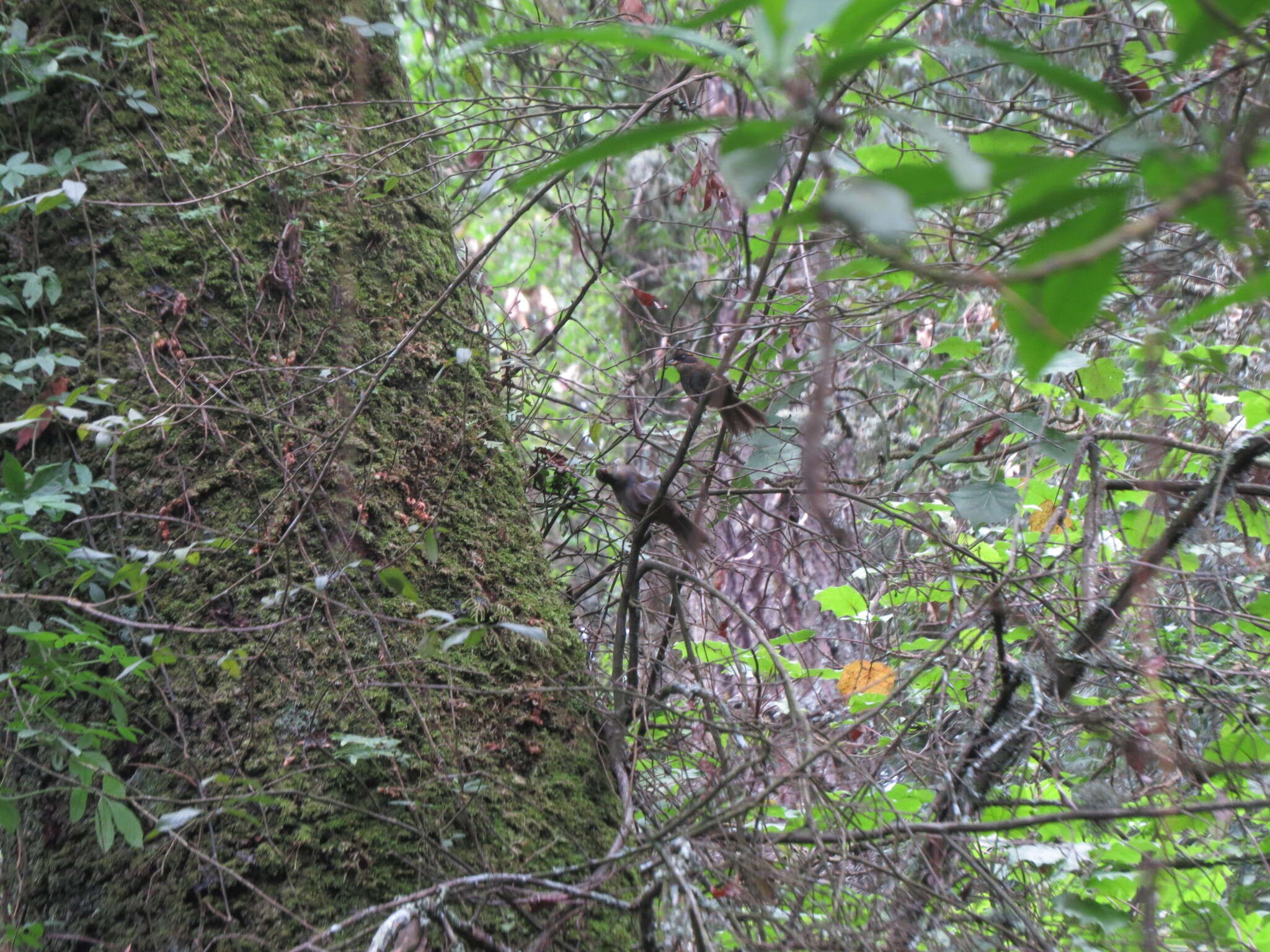 Image of Green-striped Brush Finch