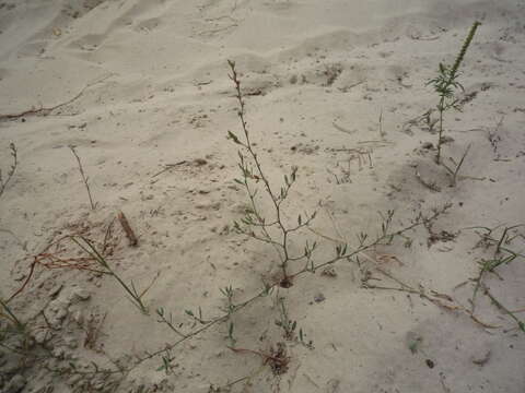 Image de Polygonum aviculare subsp. neglectum (Besser) Arcangeli