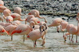 Imagem de Phoenicopterus chilensis Molina 1782