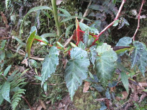 Image of Begonia ferruginea L. fil.