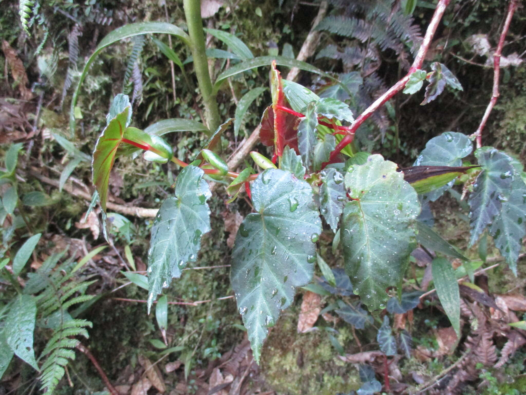 Слика од Begonia ferruginea L. fil.