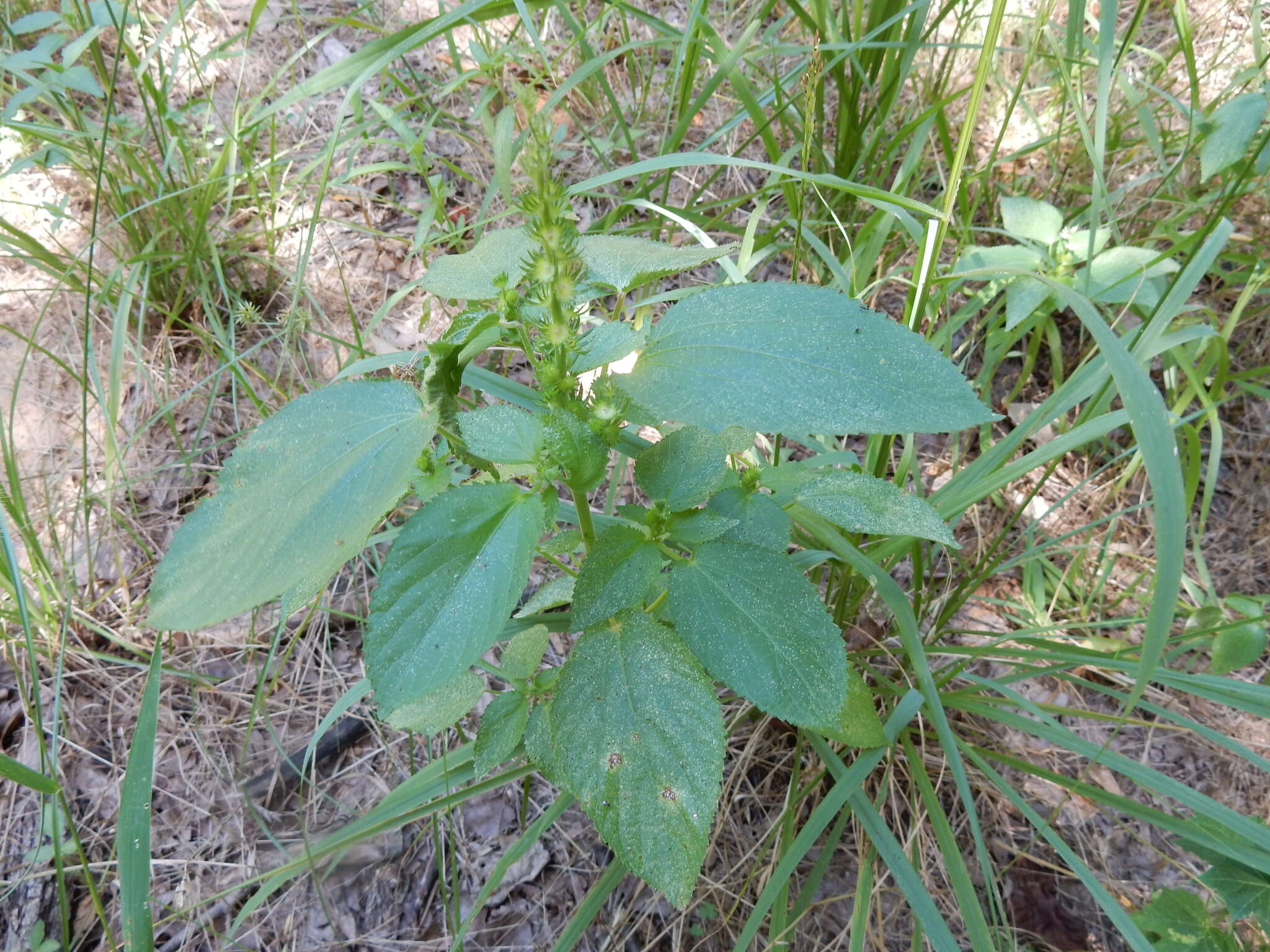 Imagem de Acalypha persimilis Müll. Arg.