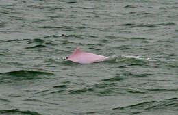 Image of Chinese Humpback Dolphin