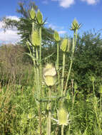 Image of cutleaf teasel