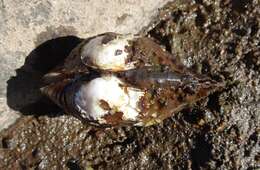 Image of Rough Maple Leaf Pearly Mussel