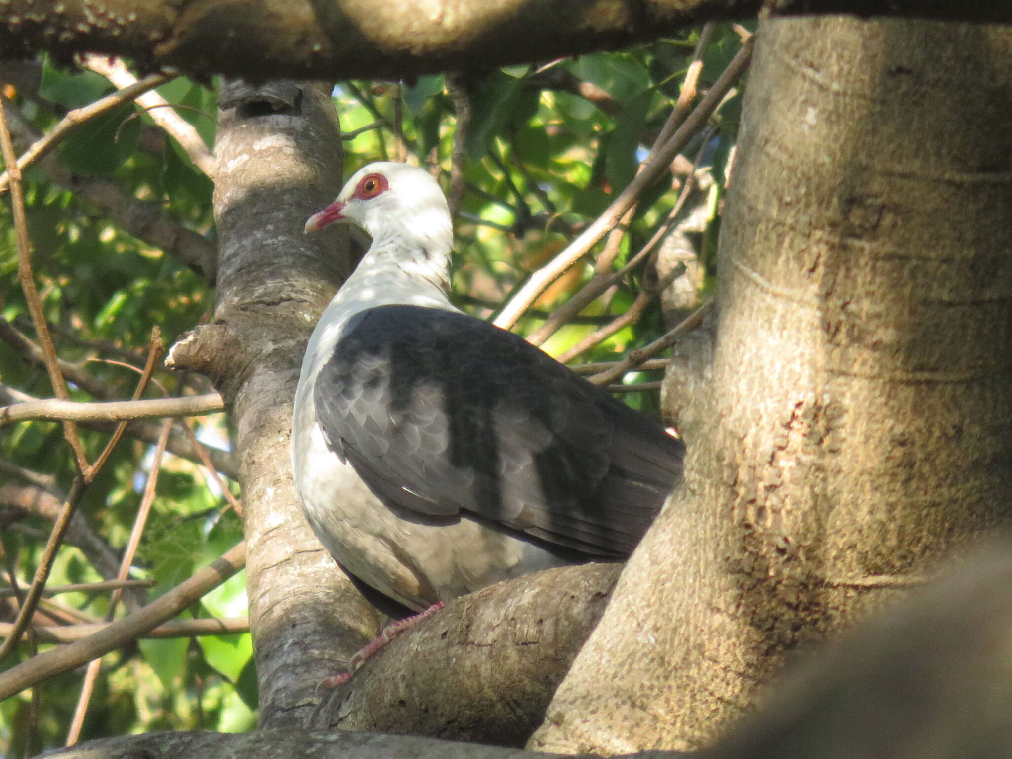 Image of White-headed Pigeon