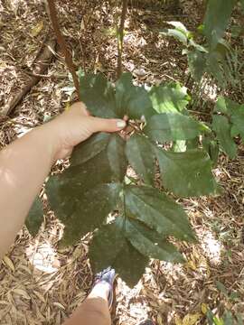 Imagem de Carnarvonia araliifolia F. Müll.