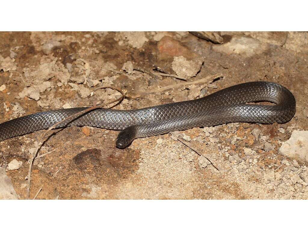 Image of Small-eyed Snakes