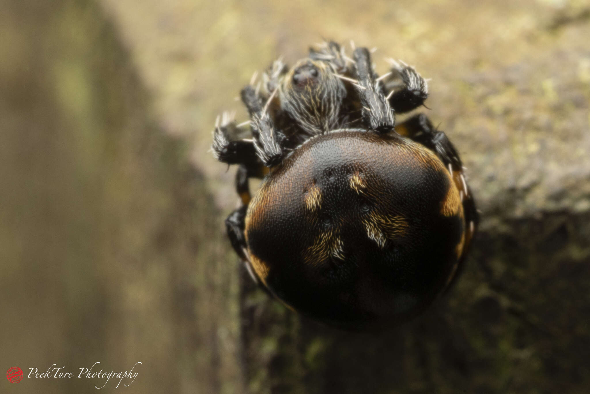 Image of Araneus nox (Simon 1877)