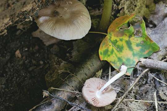 Image of Pluteus septocystidiatus Ševcíková, Antonín & Borovicka 2014