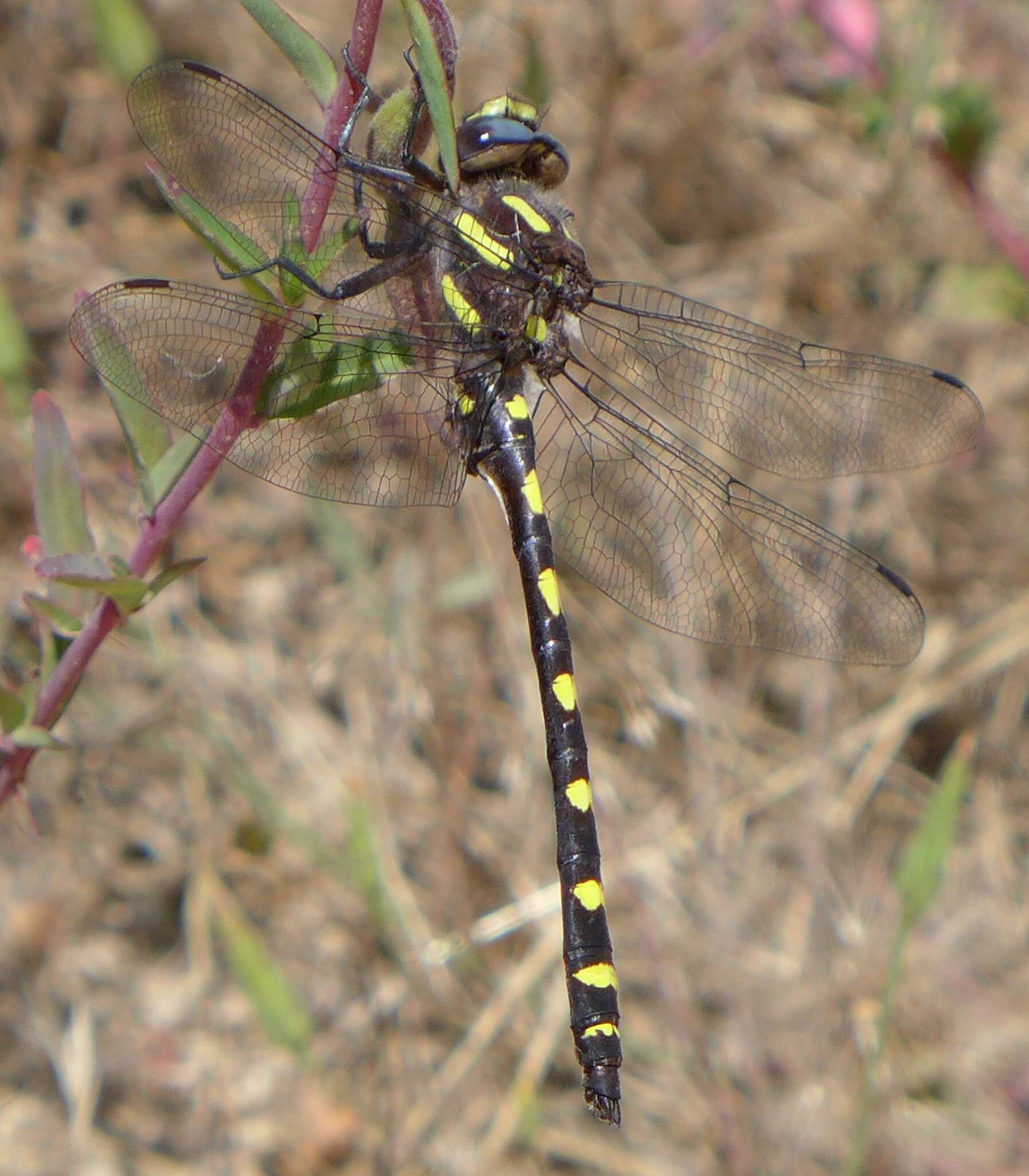 Image of Pacific Spiketail