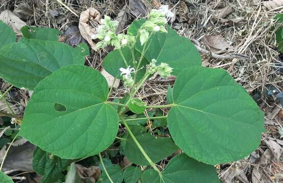 Imagem de Clerodendrum infortunatum L.