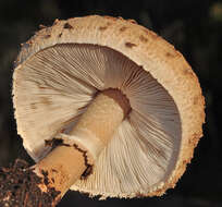 Image of Macrolepiota fuligineosquarrosa Malençon 1979