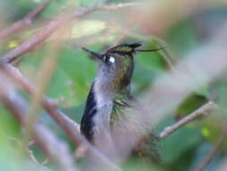 Слика од Stephanoxis loddigesii (Vigors 1831)