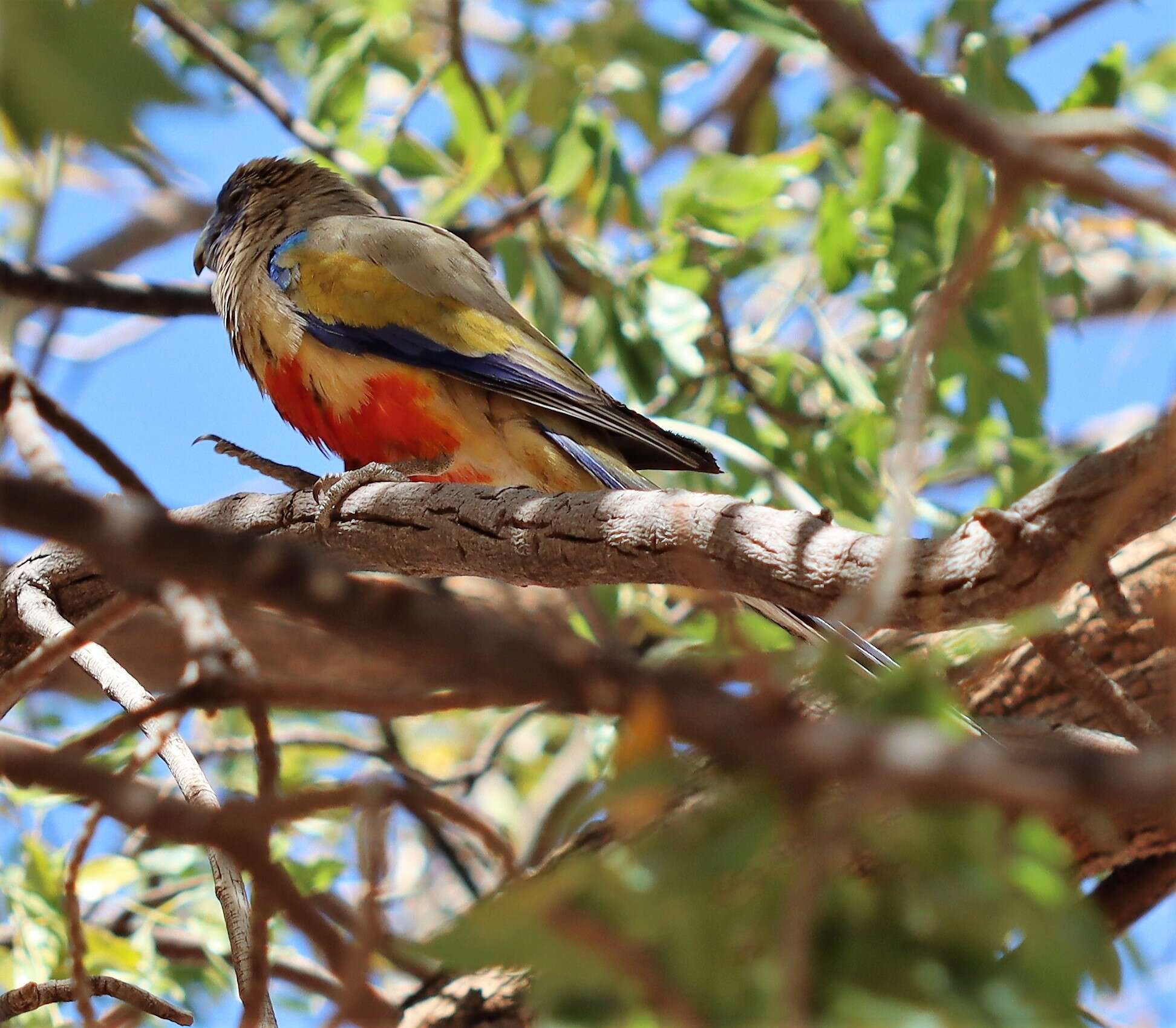 Sivun Northiella haematogaster haematogaster (Gould 1838) kuva