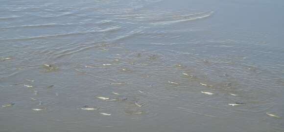 Image of four-eyed fishes