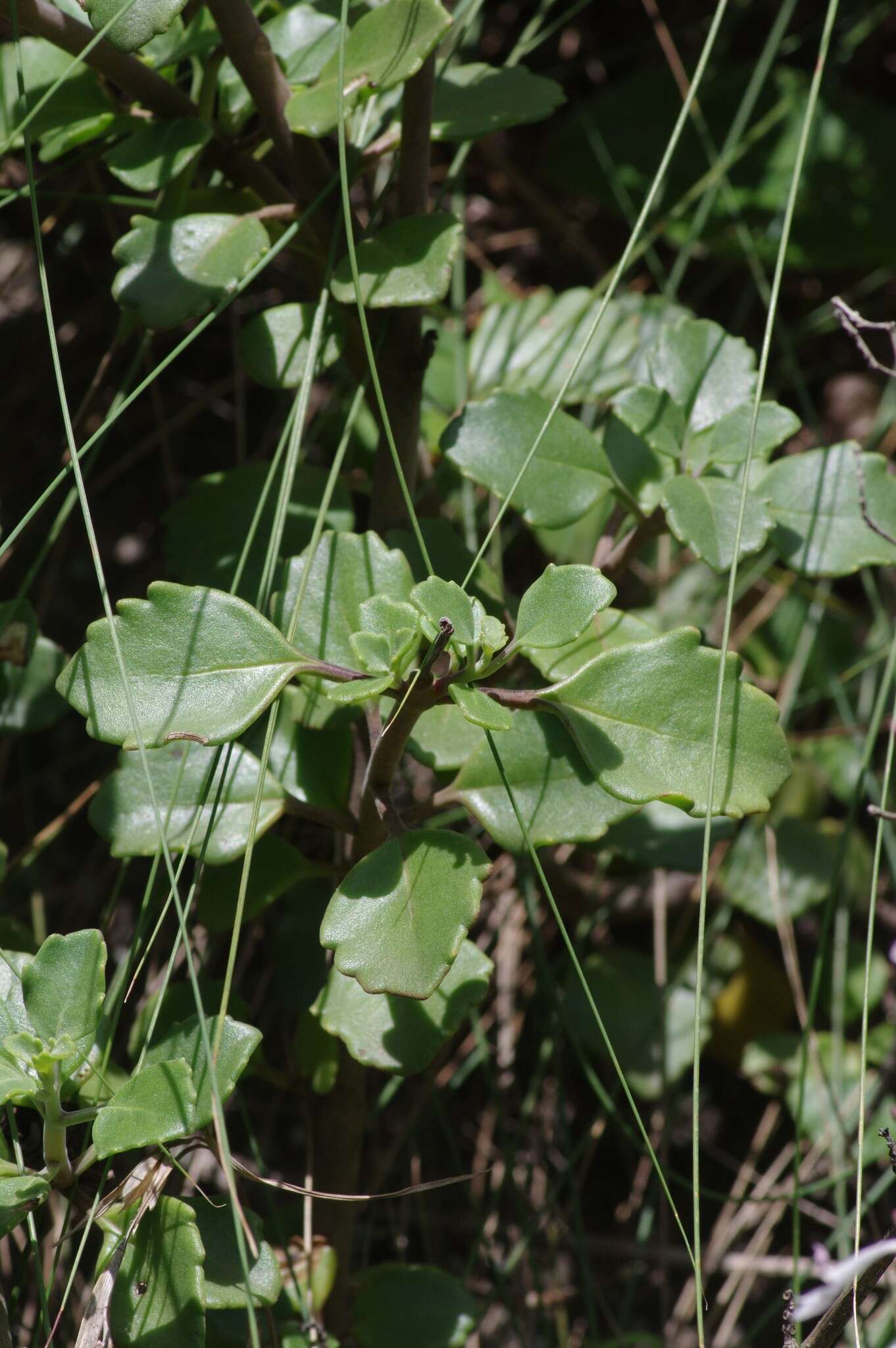 Image of Aeollanthus parvifolius Benth.