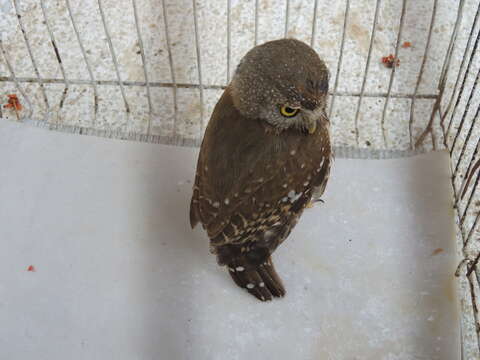 Image of Colima Pygmy Owl