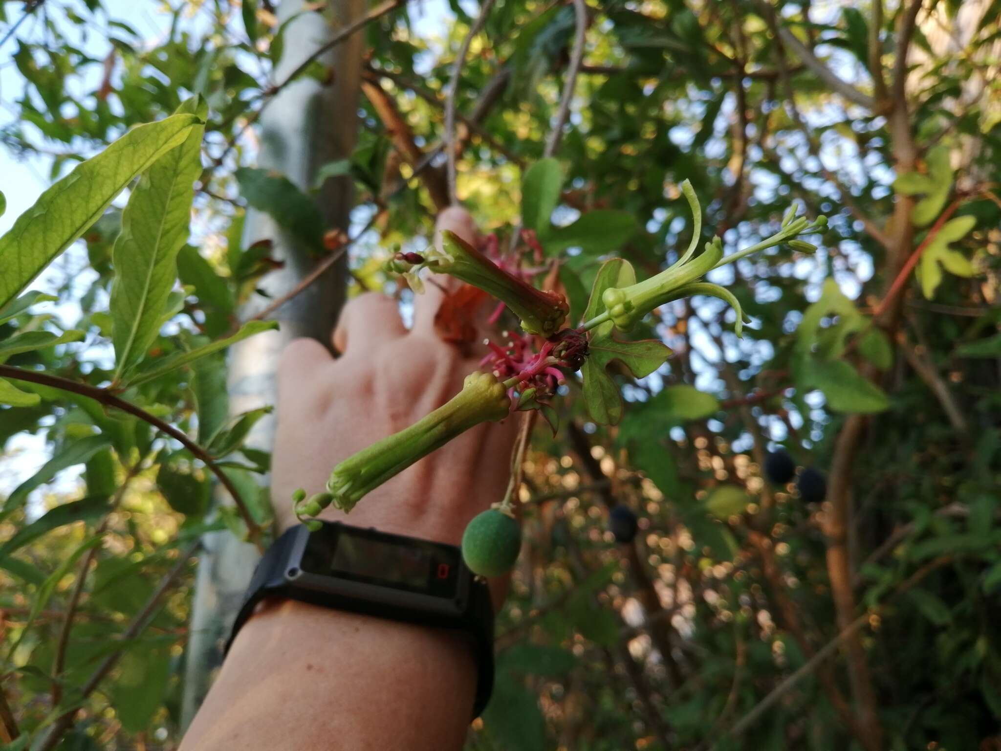 Image of Passiflora viridiflora Cav.