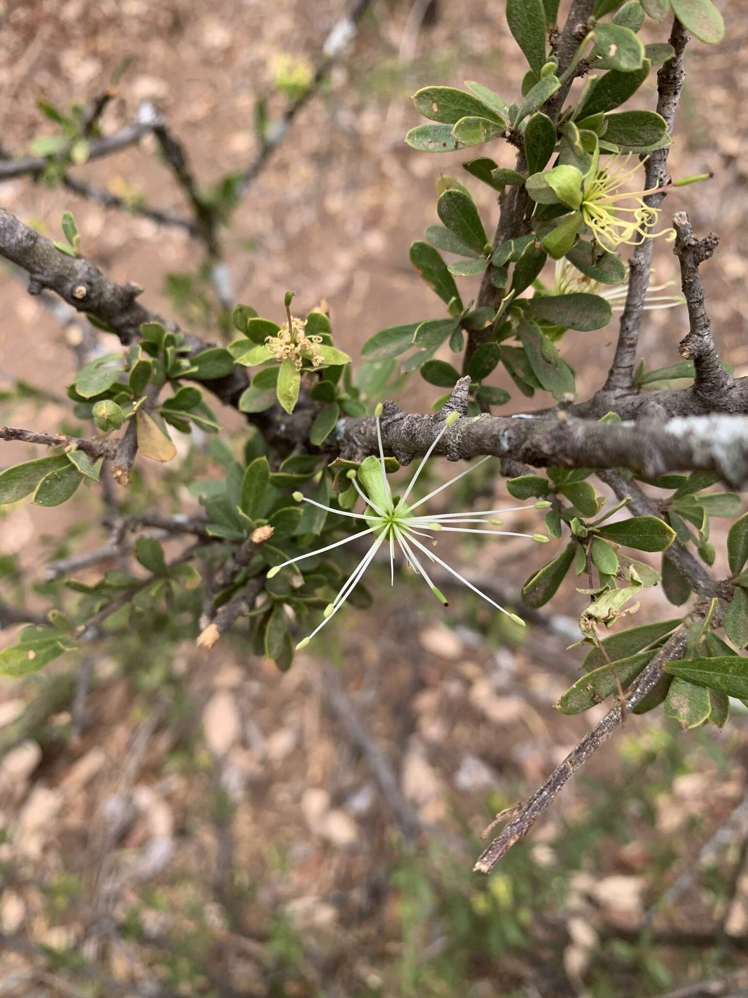 Image de Maerua parvifolia Pax