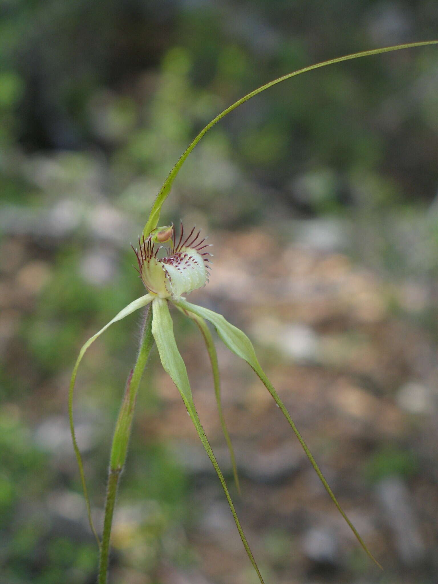 Imagem de Caladenia citrina Hopper & A. P. Br.