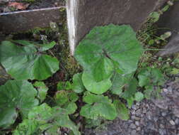 Image of Petasites formosanus Kitam.