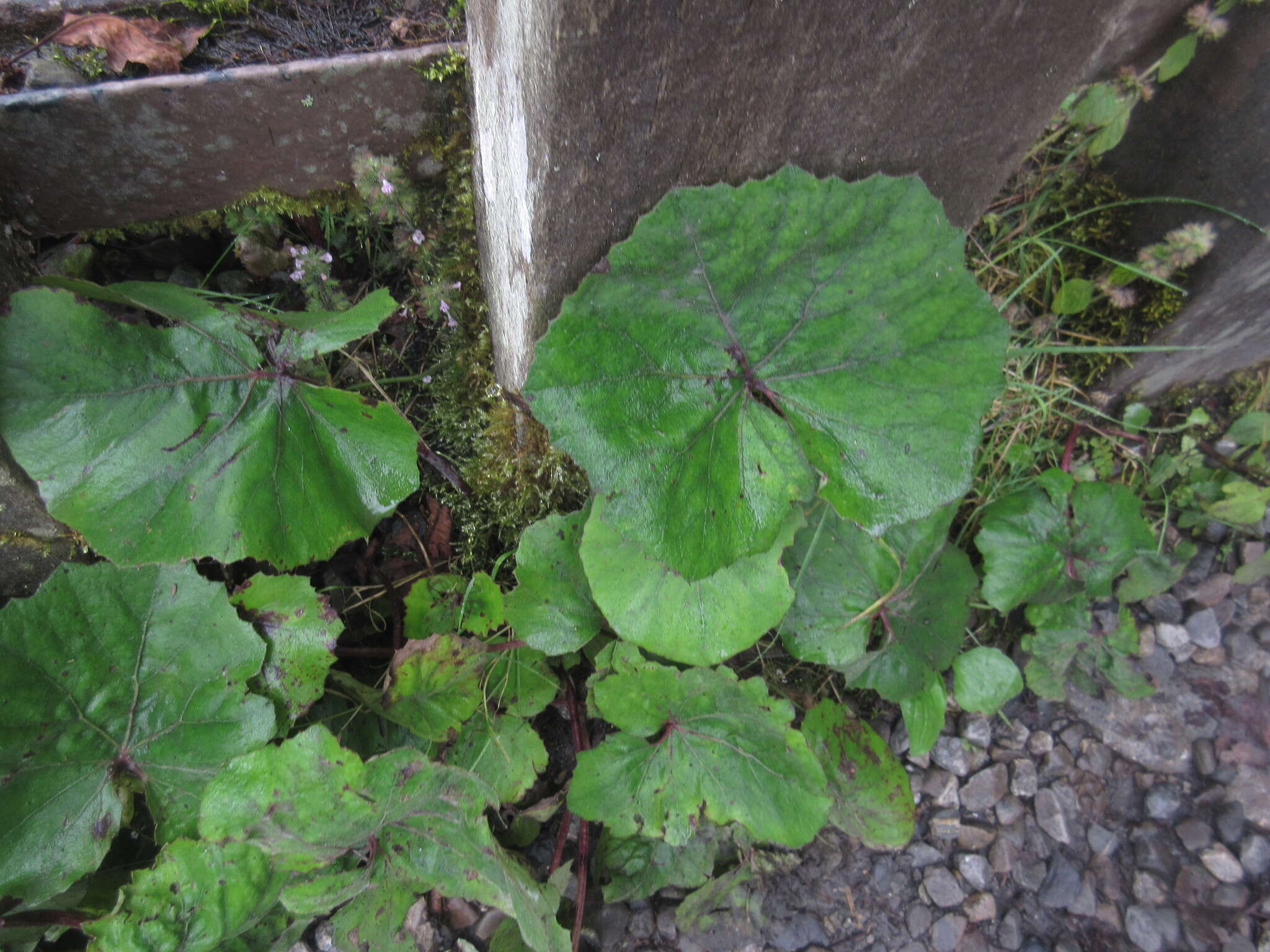 Image of Petasites formosanus Kitam.