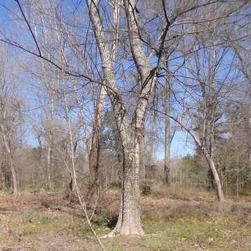 Image of Southern Hackberry