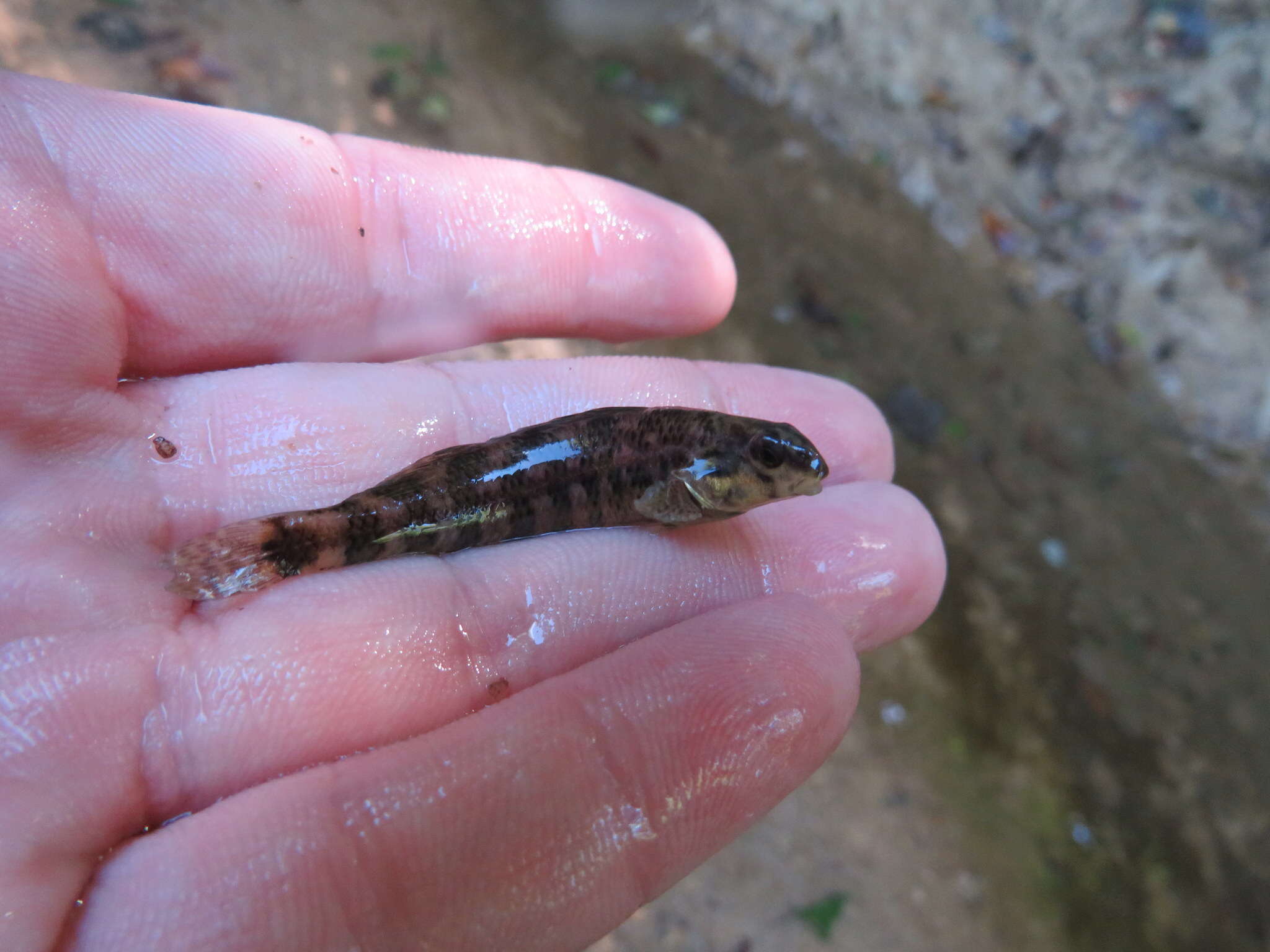 Image of Brighteye darter