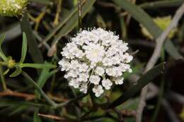 Imagem de Trachymene glaucifolia (F. Müll.) Benth.