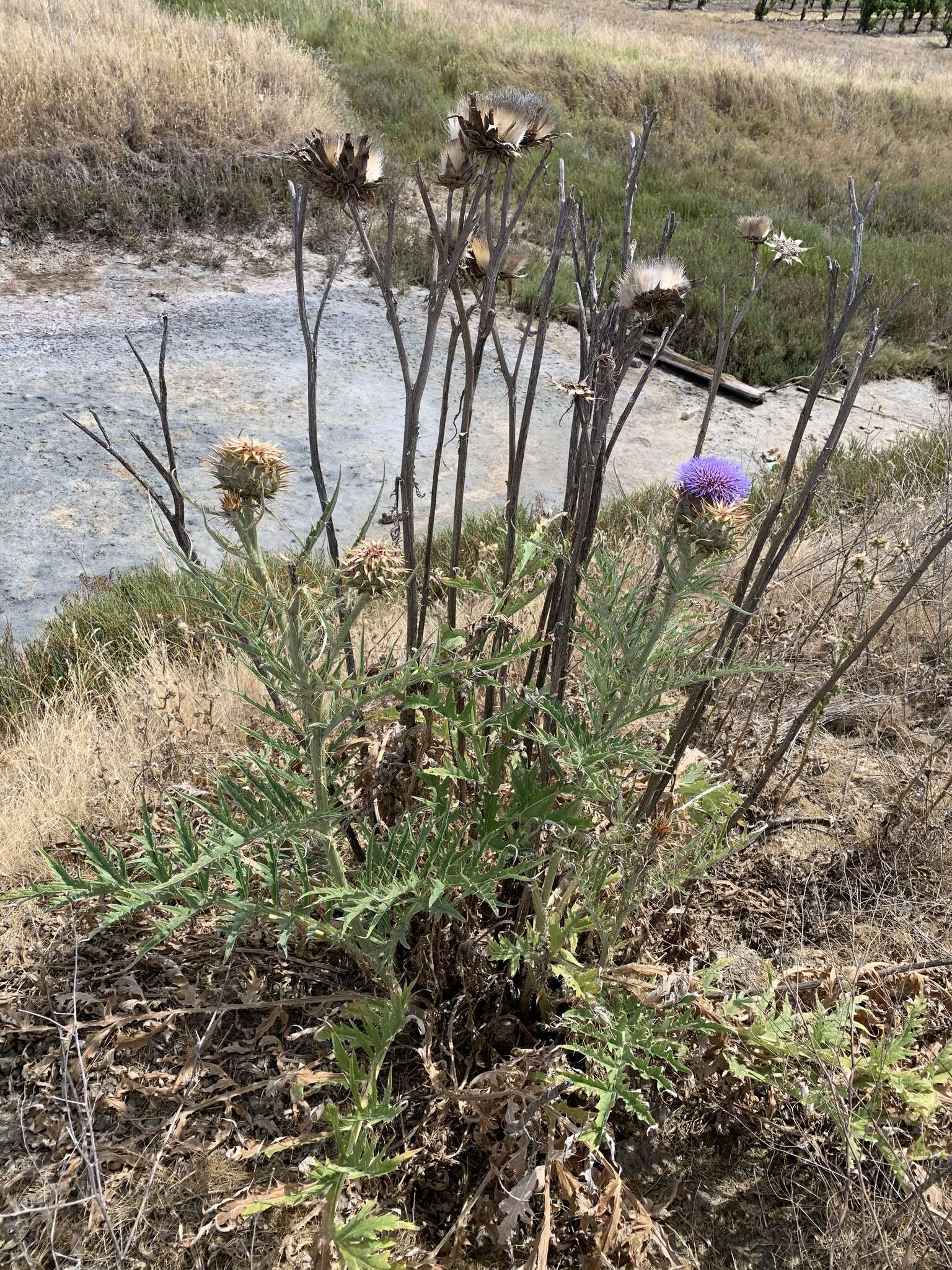 Слика од Cynara cardunculus subsp. flavescens A. Wiklund