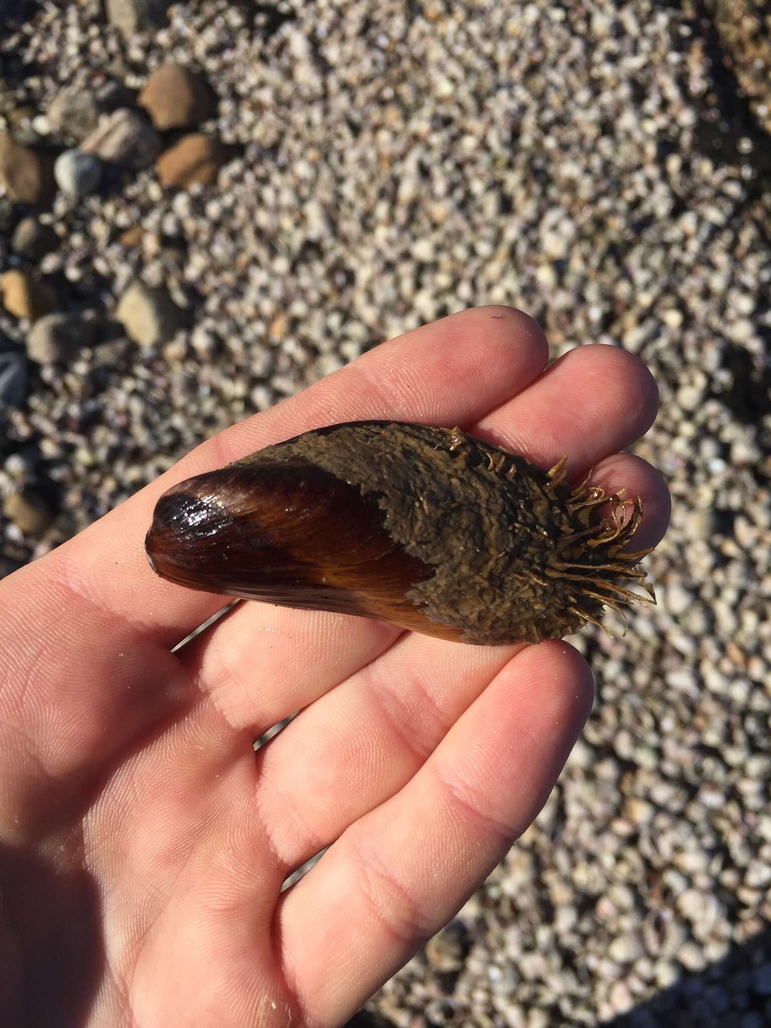 Слика од Modiolus modiolus (Linnaeus 1758)