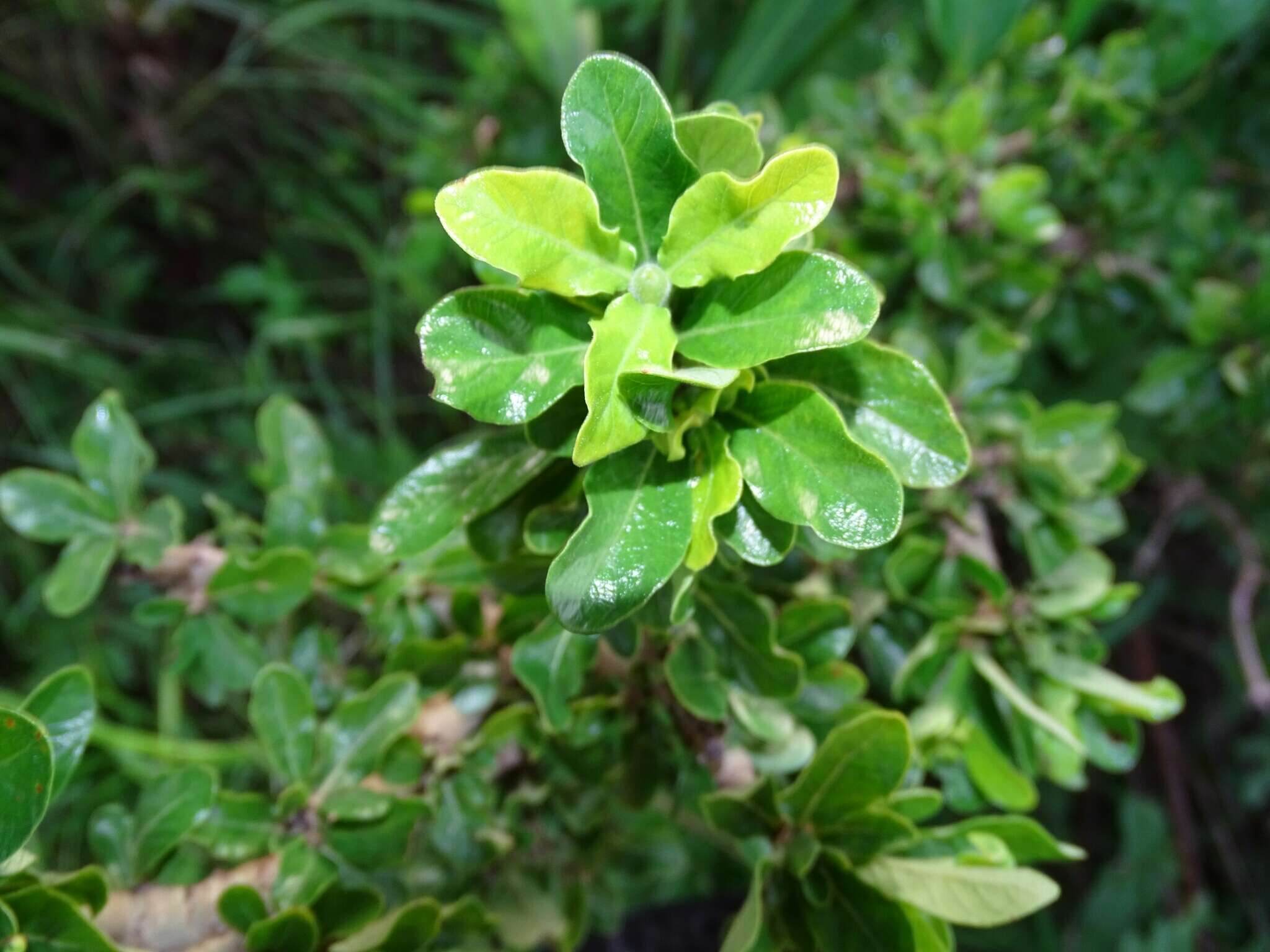 Plancia ëd Gardenia aqualla Stapf & Hutch.