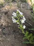 Hackelia californica (A. Gray) I. M. Johnst. resmi